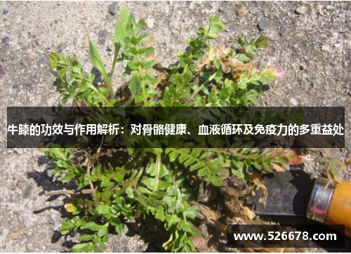 牛膝的功效与作用解析：对骨骼健康、血液循环及免疫力的多重益处