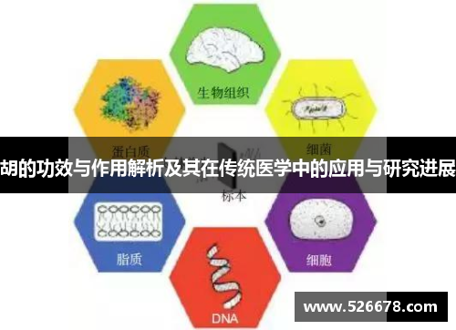胡的功效与作用解析及其在传统医学中的应用与研究进展